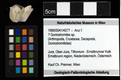 Foto (Objekt + Etiketten) von ? Goniodromites sp. 
